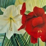 amaryllis rood en wit met palmblad